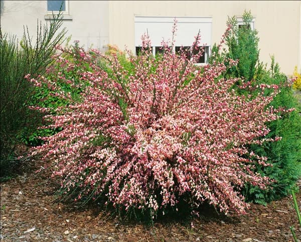 CYTISUS ZEELANDIA