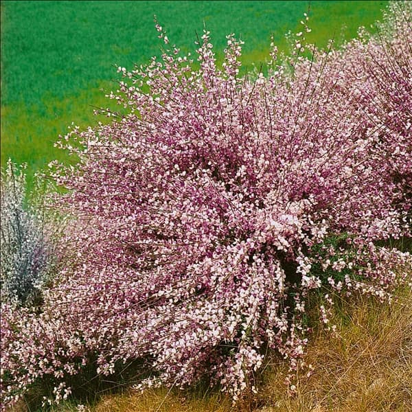 CYTISUS ZEELANDIA