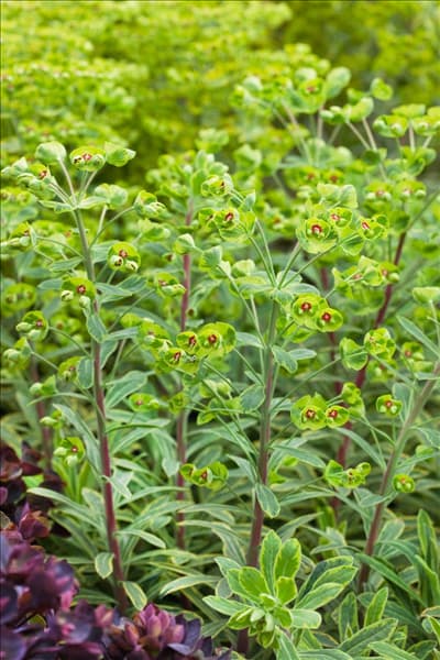 Euphorbia x martinii Ascot Rainbow