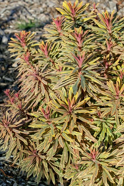 Euphorbia Ascot Rainbow