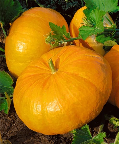 Kürbis/Cucurbita maxima Gelber Zentner