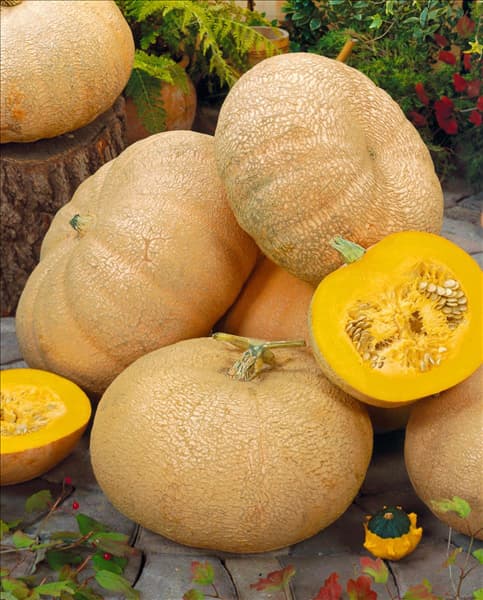 Kürbis / Cucurbita maxima Gelber Zentner