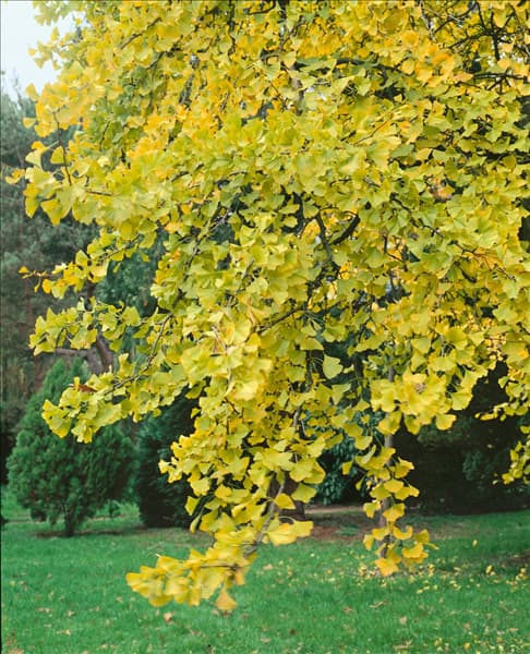 Ginkgo biloba