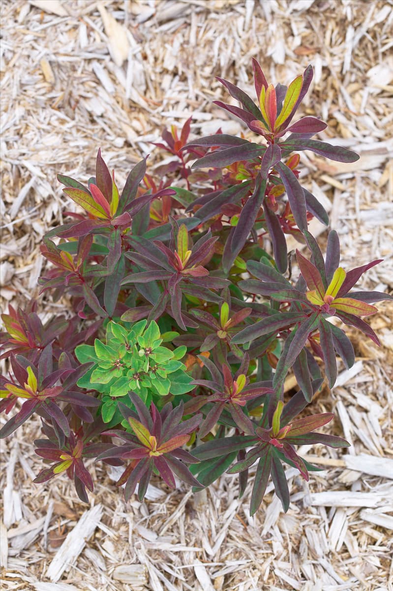 Euphorbia polychroma Bonfire