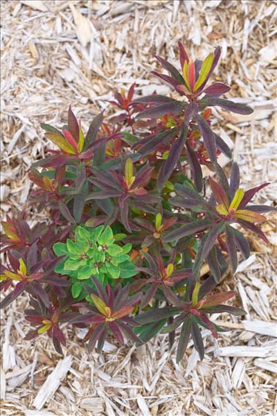 Euphorbia polychroma Bonfire