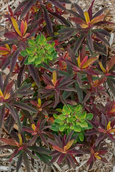 Euphorbia polychroma Bonfire