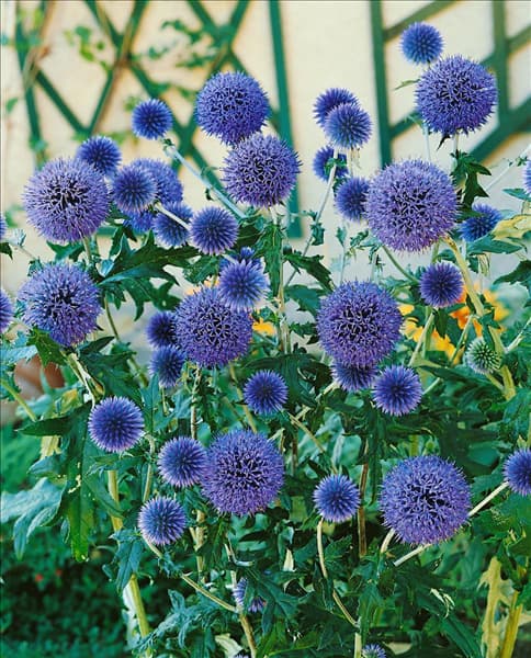 Echinops ritro Veitch's blue