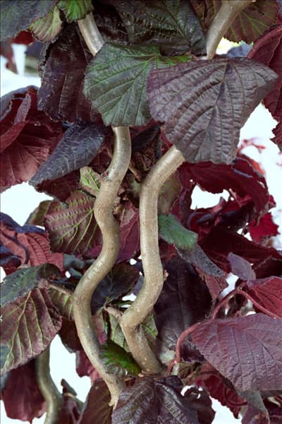 Corylus avellana Red Majestic