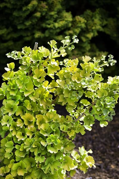Ginkgo biloba Mariken