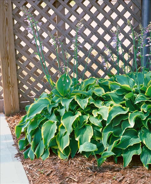 HOSTA ABBA DABBA DO