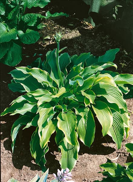 HOSTA ABBA DABBA DO