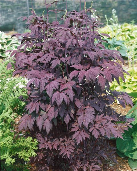 Cimicifuga ramosa Brunette