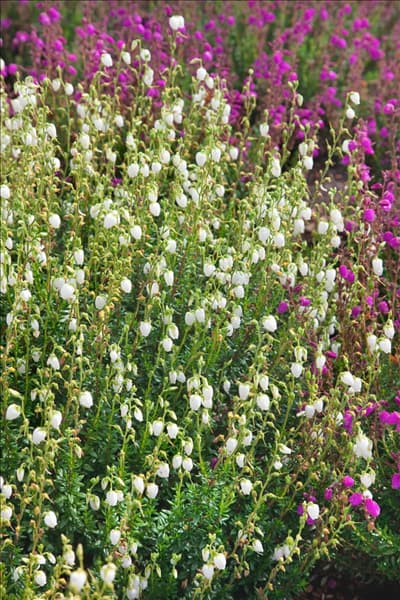 Daboecia cantabrica f. alba
