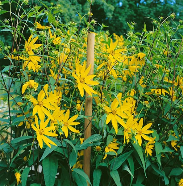 Helianthus decapetalus yellow