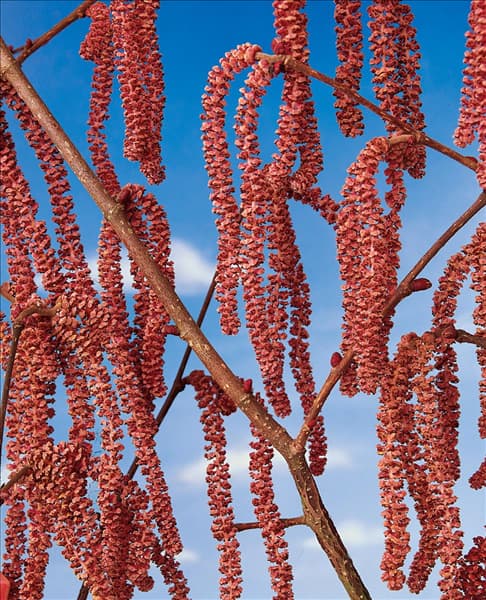Corylus avellana Rote Zellernuss