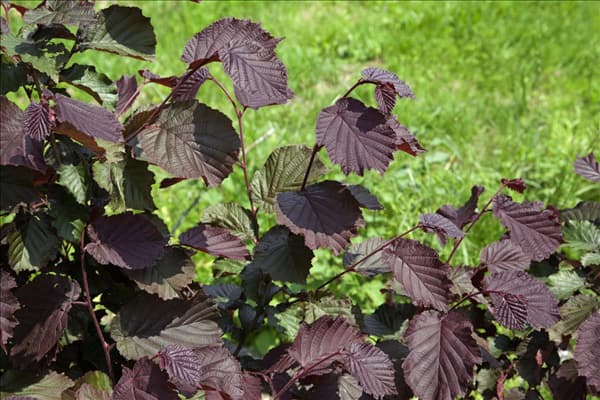 Corylus avellana Rote Zellernuß
