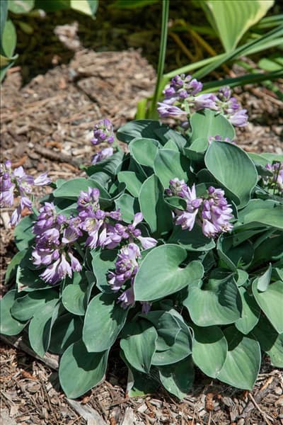 Hosta Blue Mouse Ears