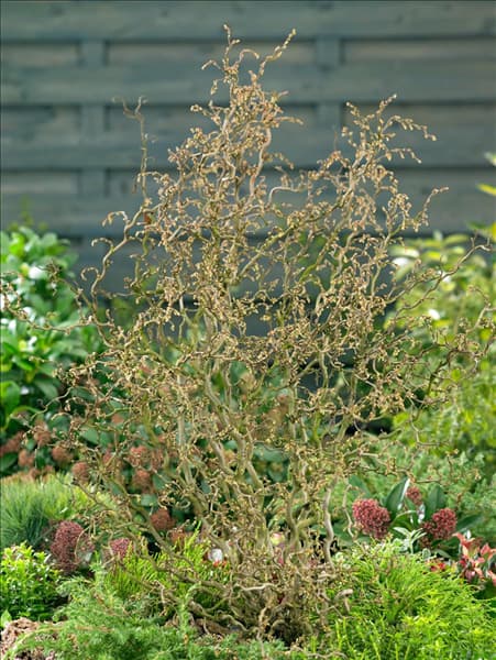Corylus avellana Twister