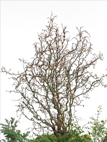Corylus avellana Twister