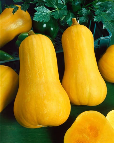 Kürbis / Cucurbita moschata Butternut