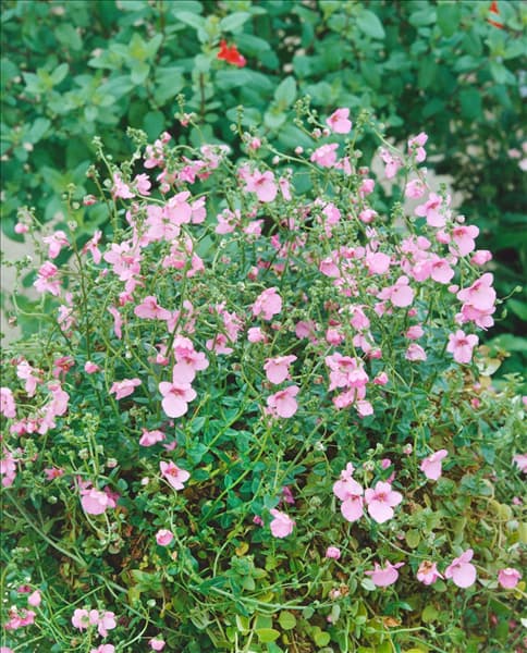 Diascia lilac