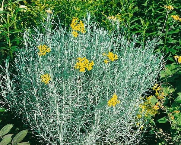 Helichrysum italicum subsp. serotinum