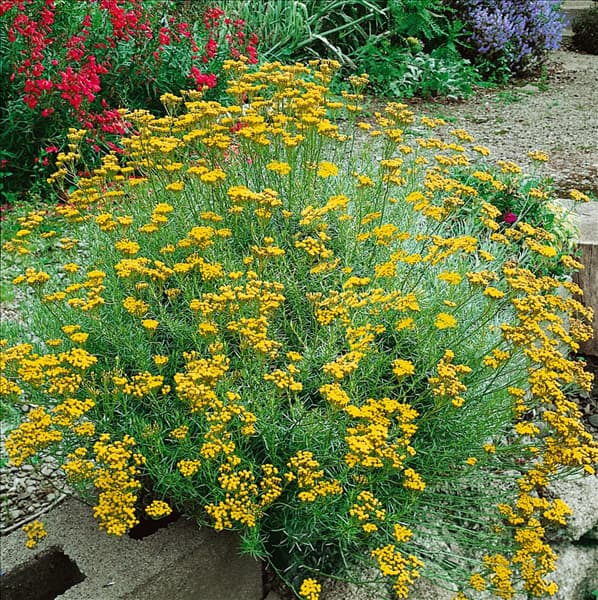 HELICHRYSUM italicum