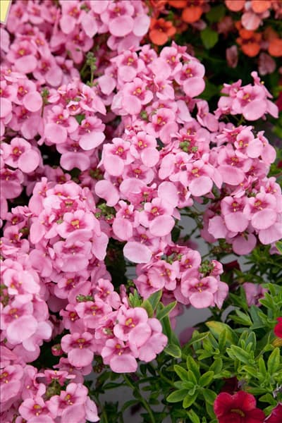 Diascia Genta™ Giant Pink