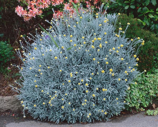 Helichrysum italicum