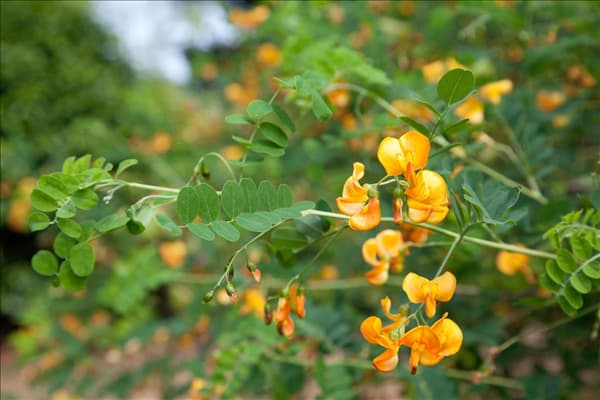 Colutea arborescens