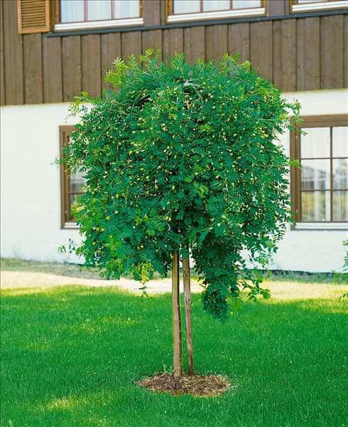 COLUTEA ARBORESCENS