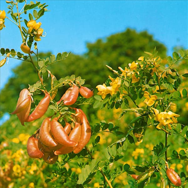COLUTEA ARBORESCENS