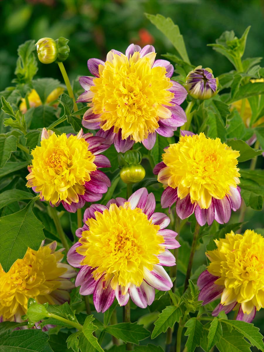 Dahlia Anemon Boogie Woogie