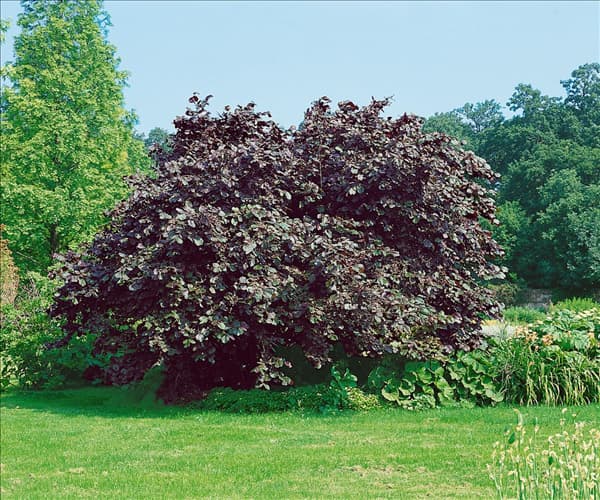 Corylus maxima Purpurea