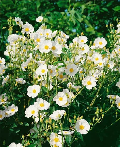 CISTUS LAURIFOLIUS