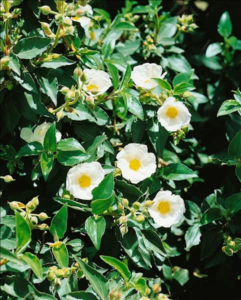 CISTUS LAURIFOLIUS / DETAIL