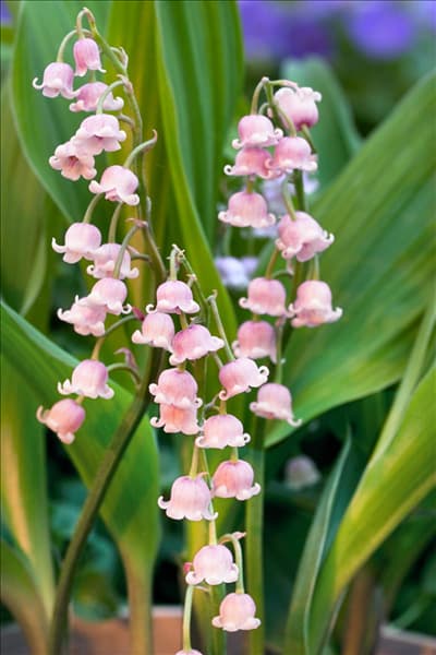 Convallaria majalis Rosea