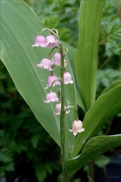 Convallaria majalis Rosea