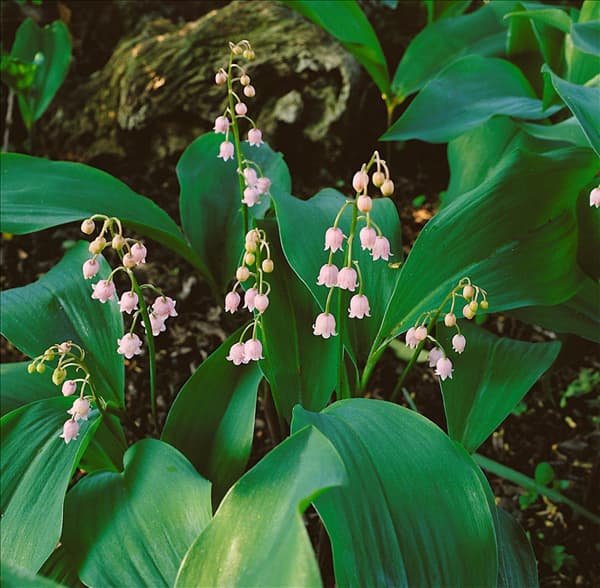 Convallaria majalis Rosea