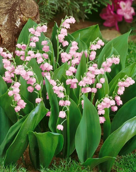 Convallaria majalis Rosea