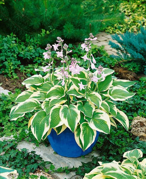 HOSTA WIDE BRIM