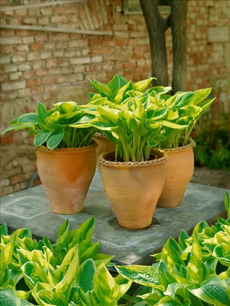 Hosta Wide Brim in pot