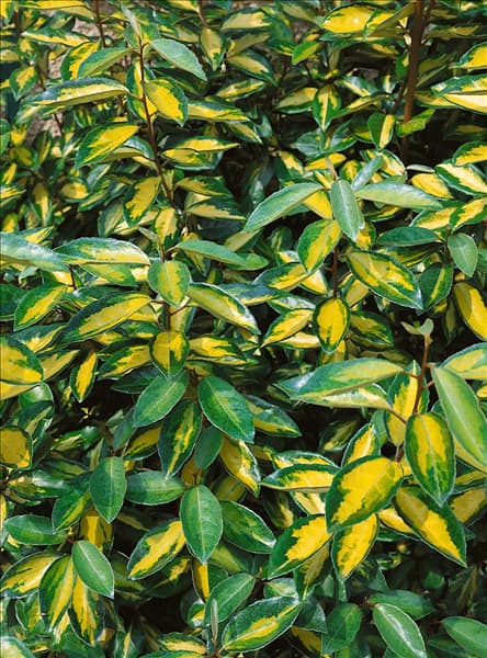 Elaeagnus x ebbingei Limelight