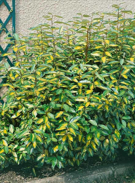 Elaeagnus x ebbingei Limelight