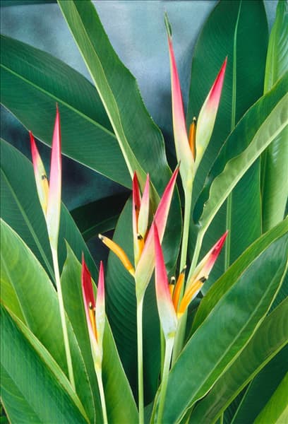 HELICONIA PSITTACORUM SASSY