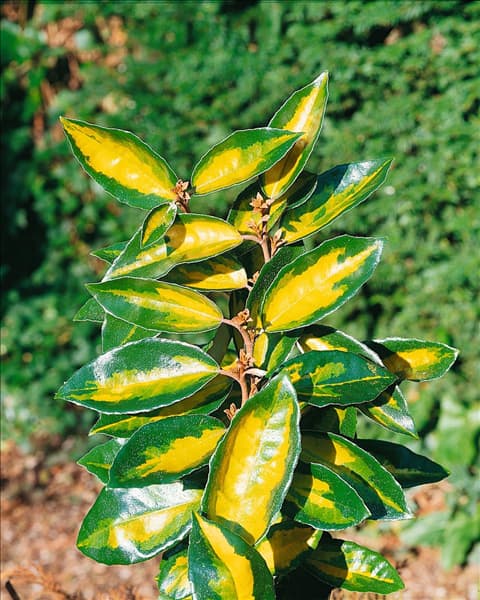 Elaeagnus xebbingei Limelight