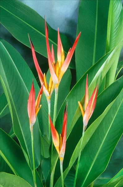 HELICONIA PSITTACORUM ANDROMEDA