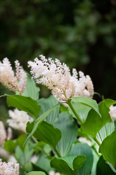 Smilacina racemosa