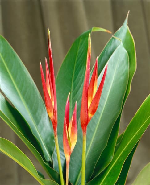 HELICONIA PSITTACORUM ROSI