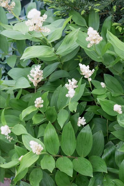 Smilacina racemosa